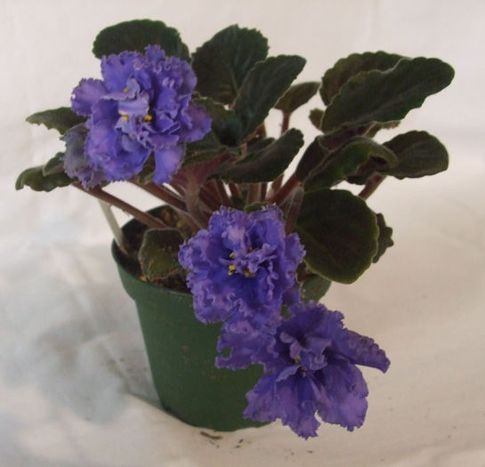 Ruffled Skies - 03-African violets