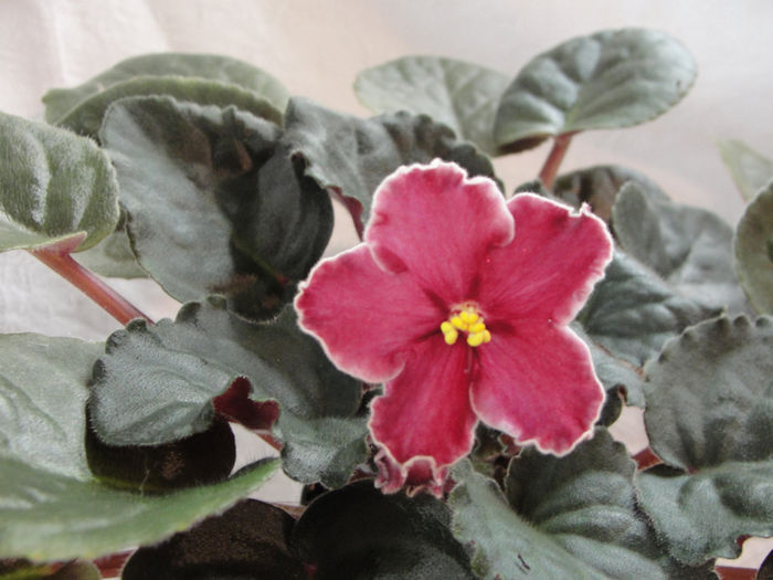 Rumba Red - 03-African violets