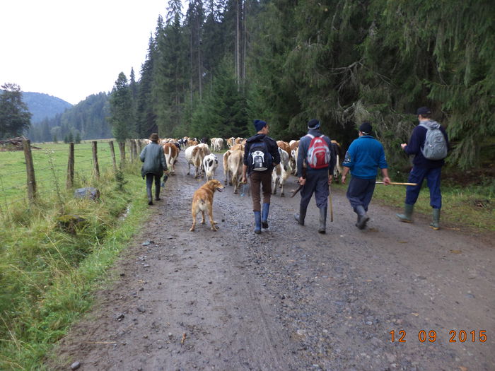 Ajungem la izvorul rece - COBORATUL DE LA STANA-DEALUL-ALB-2015