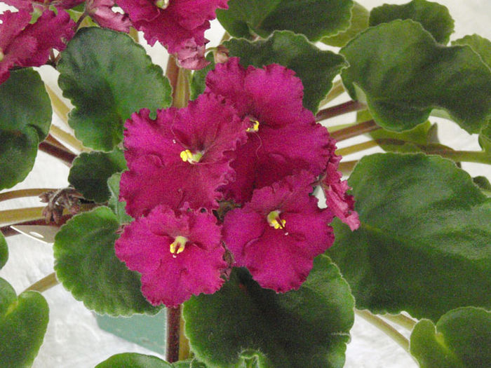 Saturn - 03-African violets