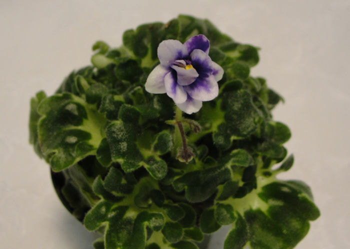 Shiawasee Trail - 03-African violets