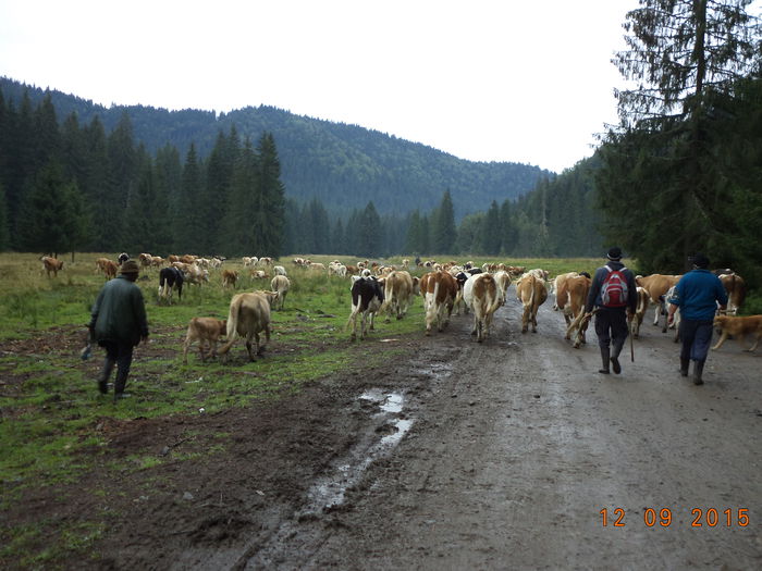 La iarba in poiana - COBORATUL DE LA STANA-DEALUL-ALB-2015