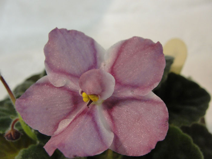 Silk n Lace - 03-African violets