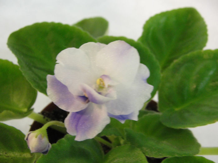Silverglade Baubles - 03-African violets