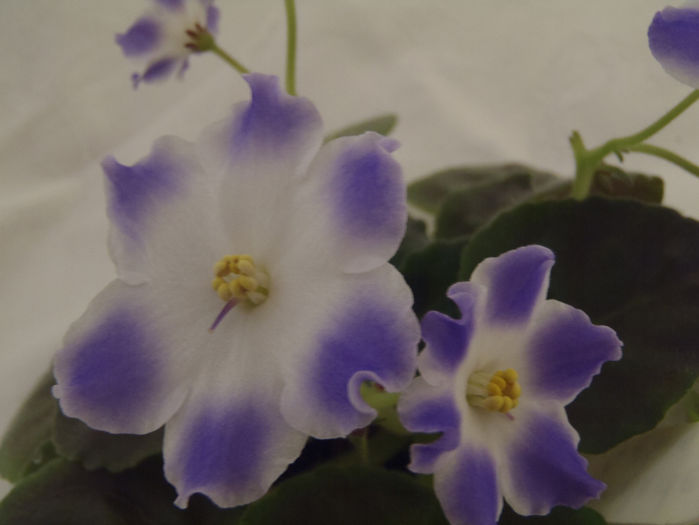Silverglade Gems - 03-African violets