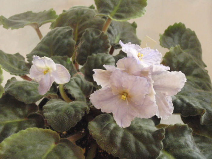 Sky Diver - 03-African violets