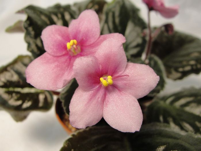 Smooch Me-2 - 03-African violets