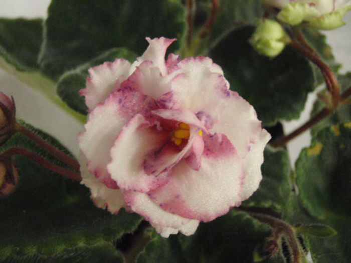 Snow Jewel - 03-African violets