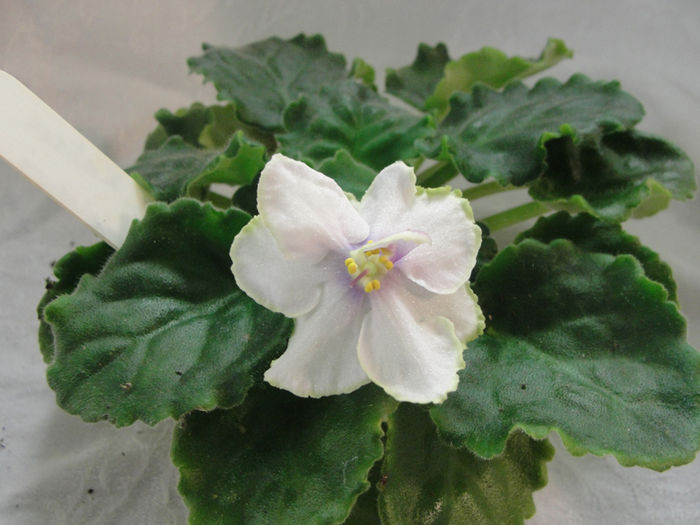 Sora Kalissa (3) - 03-African violets