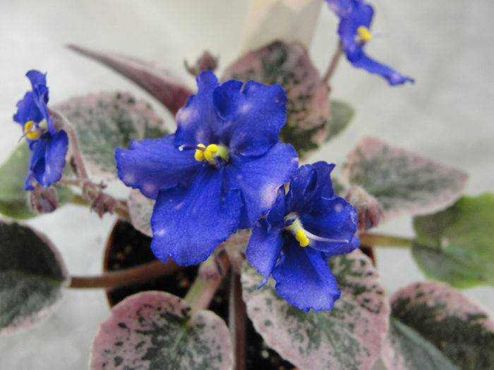 Space Cadet (1) - 03-African violets