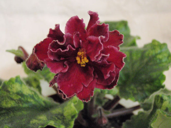 Sparkleberry-3 - 03-African violets