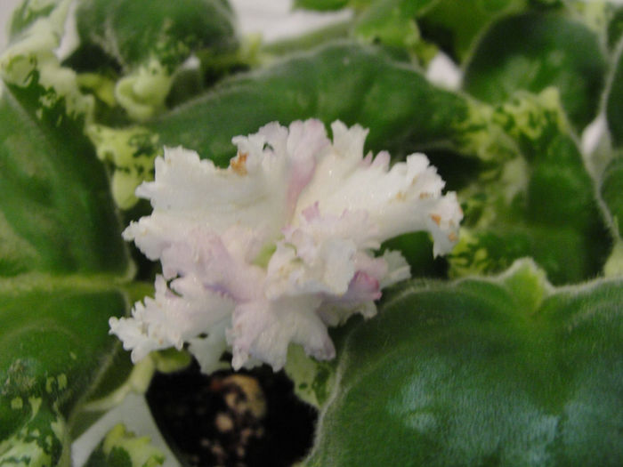 Spring Dancer - 03-African violets