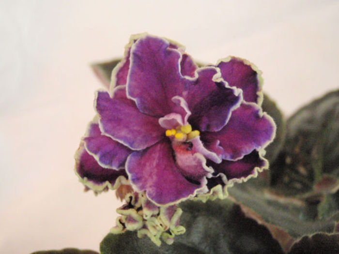 Starry Night Blue - 03-African violets