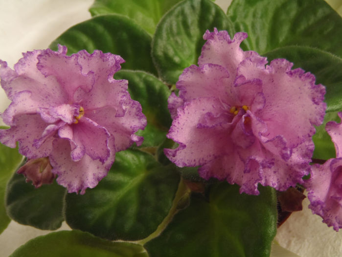 Strawberry Fringe - 03-African violets