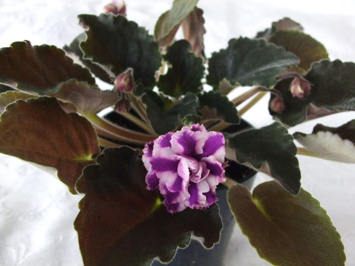 Sucoast Peppermint Kathy Chimera - 03-African violets