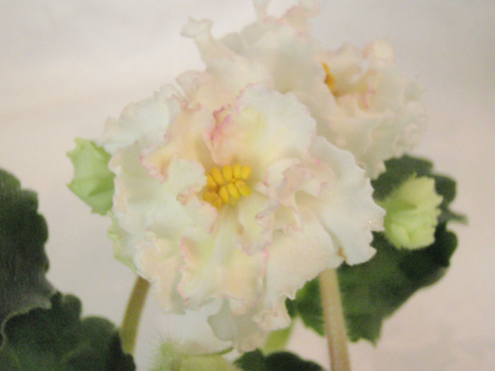 Sunkissed Rose - 03-African violets