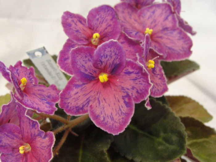Sunset Kiss - 03-African violets
