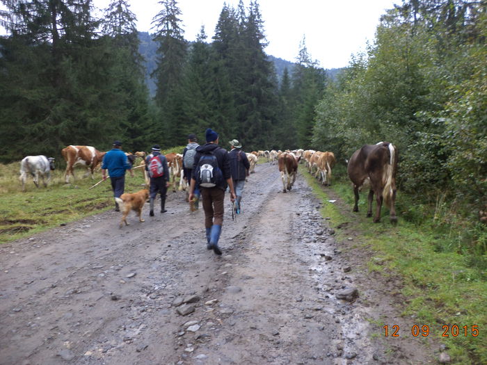 La drum incet incet - COBORATUL DE LA STANA-DEALUL-ALB-2015