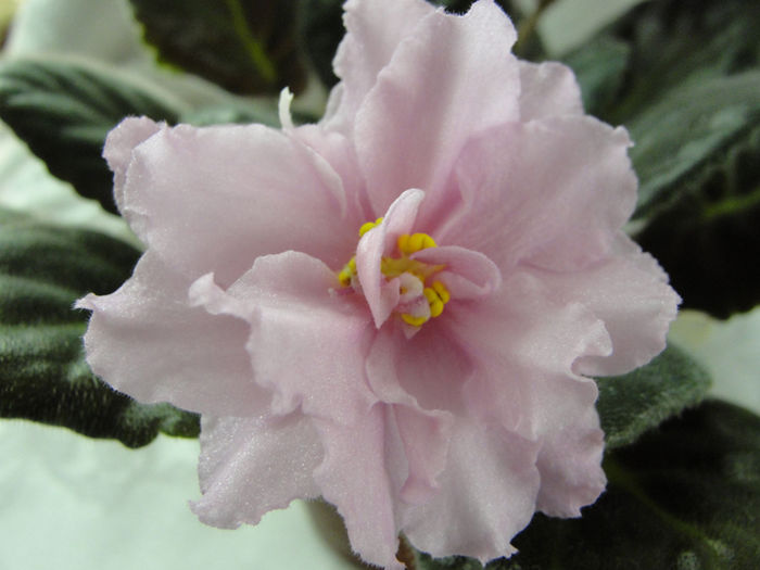 Super Duper - 03-African violets