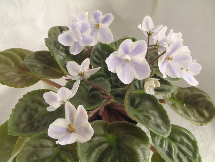 The Alps Chimera - 03-African violets