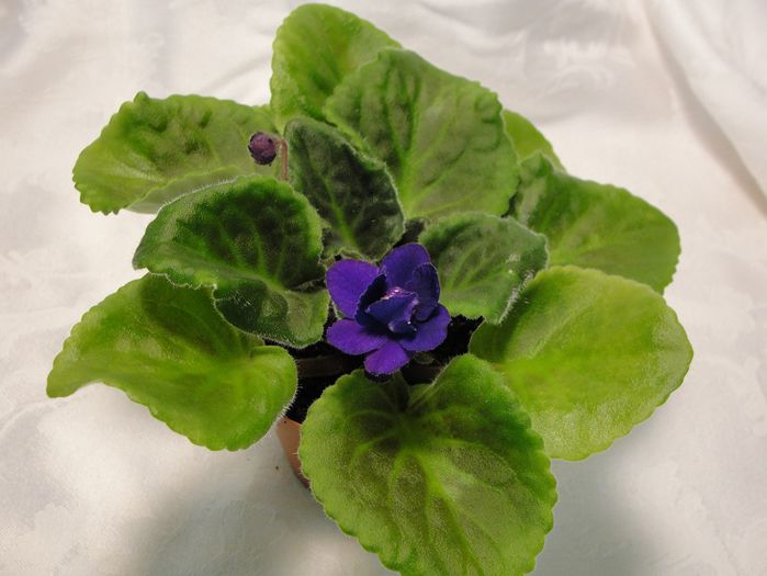 The King - 03-African violets