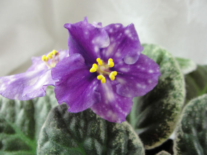 Timeless Memory - 03-African violets