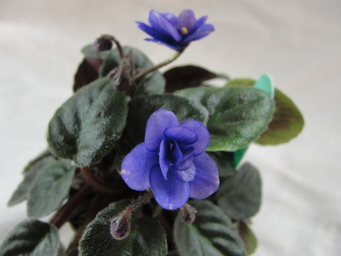Tinny Moon Godess - 03-African violets