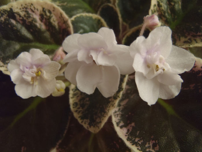 Tommie Lou - 03-African violets