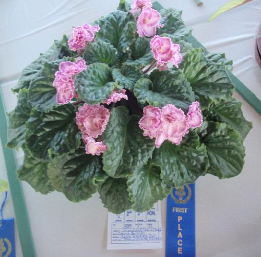 Tomorrows pink ice - 03-African violets
