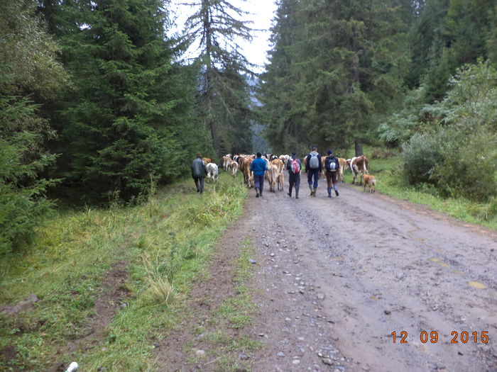 Spre Tinoasa-4 - COBORATUL DE LA STANA-DEALUL-ALB-2015