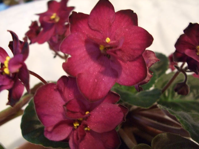 Vampire s Kiss - 03-African violets