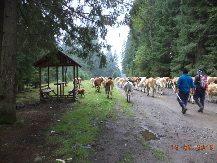 Inaintam cu bine-3 - COBORATUL DE LA STANA-DEALUL-ALB-2015