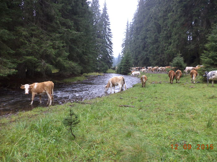 Li s-a facut sete la vaci-6 - COBORATUL DE LA STANA-DEALUL-ALB-2015