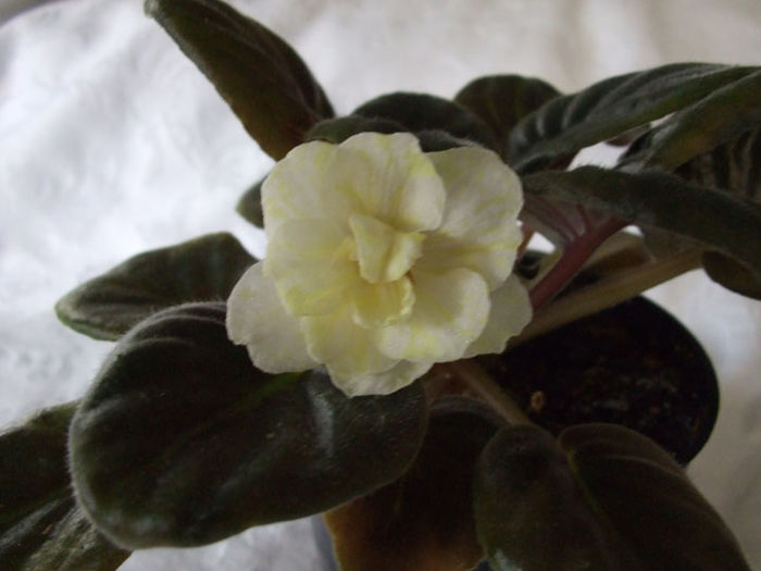 Warm Sunshine - 03-African violets