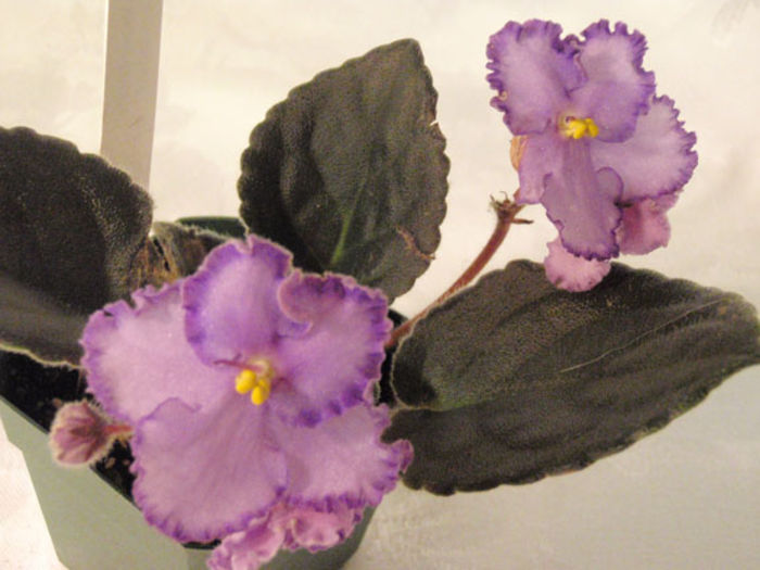 Waterdancer - 03-African violets