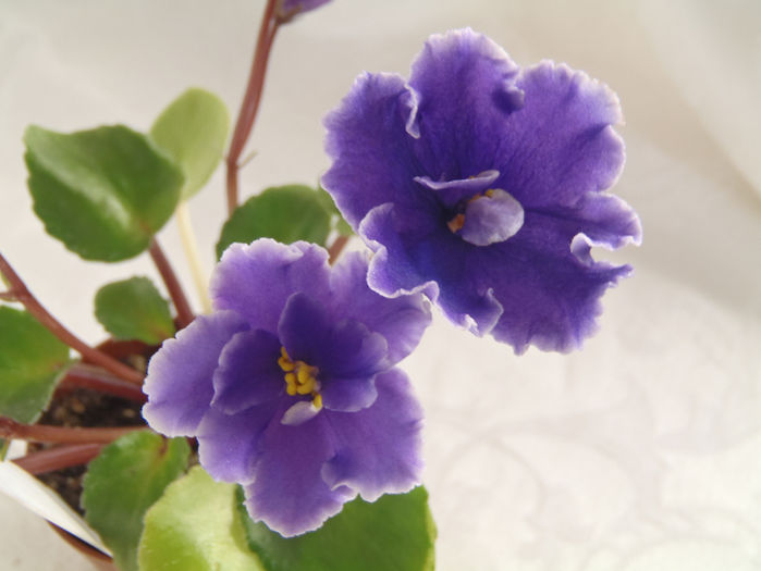 Watermelon Bay - 03-African violets