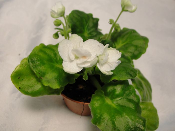 White Madonna - 03-African violets
