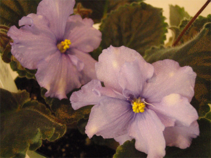 White Nights (Belye Nochi) - 03-African violets