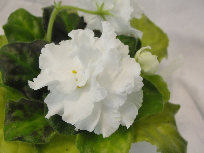 White Queen (EK-Belaia Koroleva) - 03-African violets