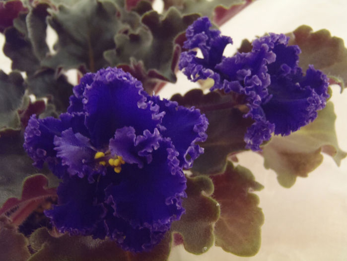 Windy Day - 03-African violets
