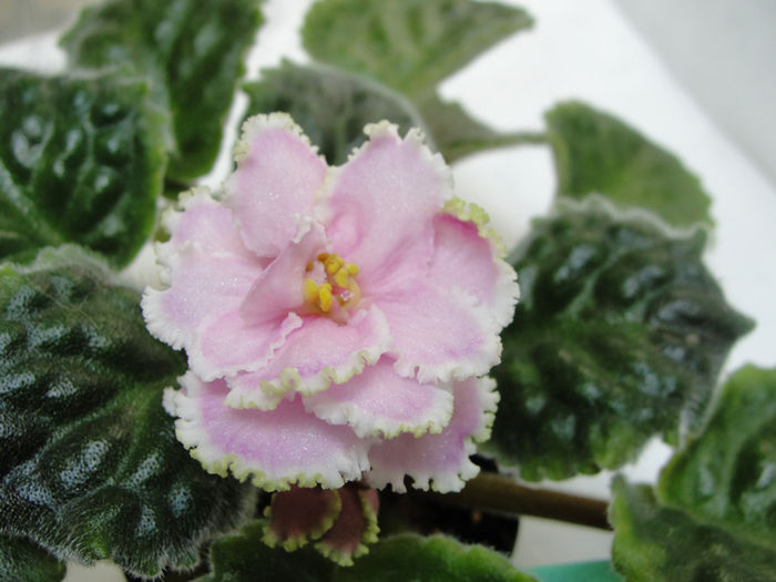 Winter Smiles (Zima Ulybaetsia) - 03-African violets