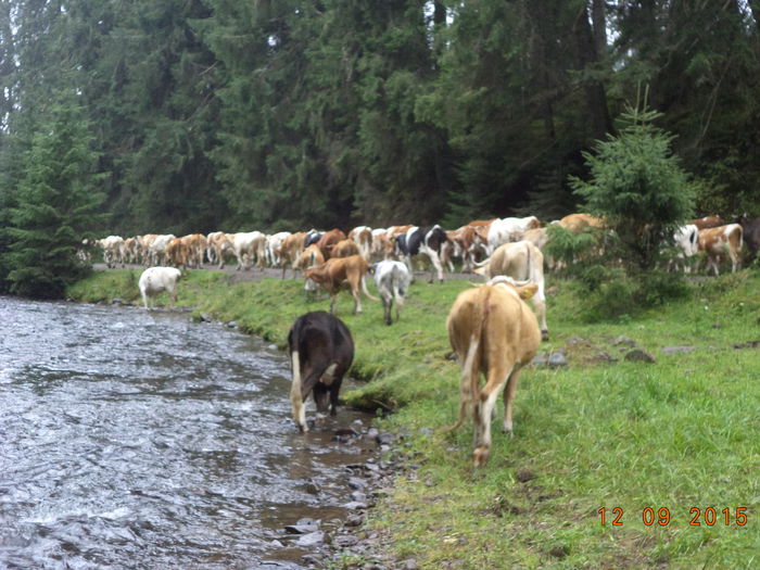 Valea e cam mica dupa seceta - COBORATUL DE LA STANA-DEALUL-ALB-2015