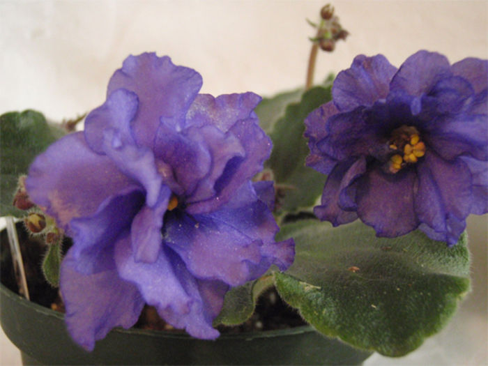 Winter Star (Zhemchuzhnye Zvezdy) - 03-African violets