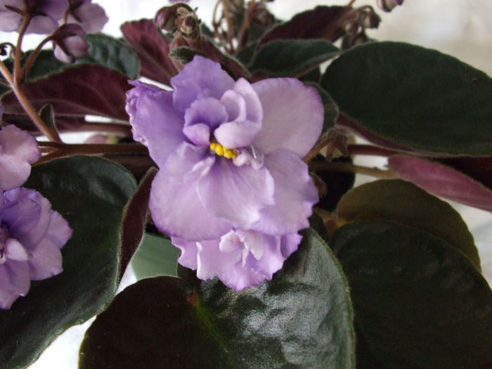Wisteria - 03-African violets