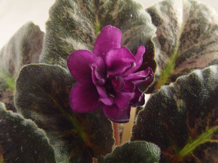 Witch Doctor - 03-African violets