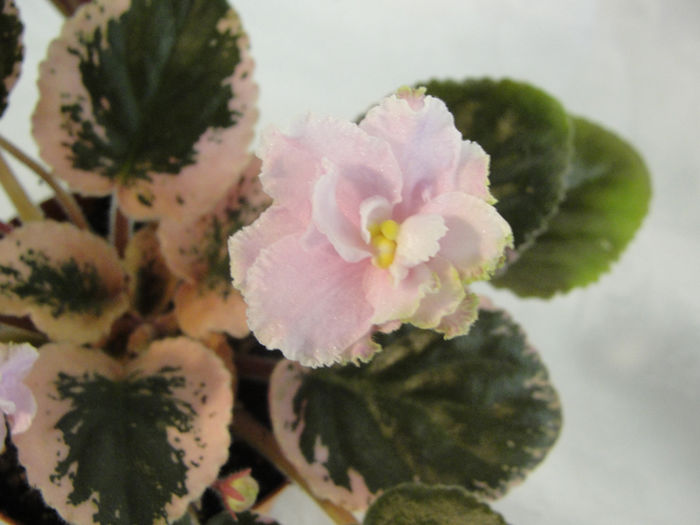 Wranglers Petticoat Chaser - 03-African violets