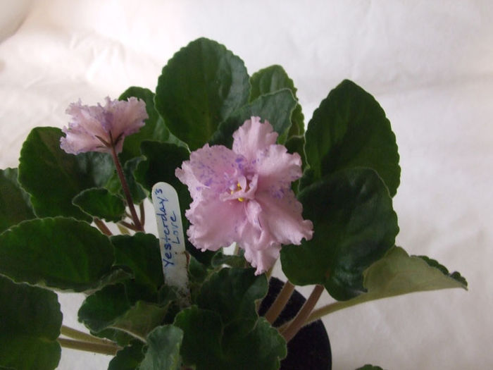Yesterday s Love - 03-African violets