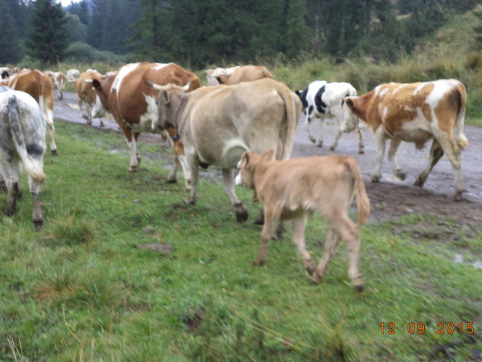 Taurasul cel roscovan obosit