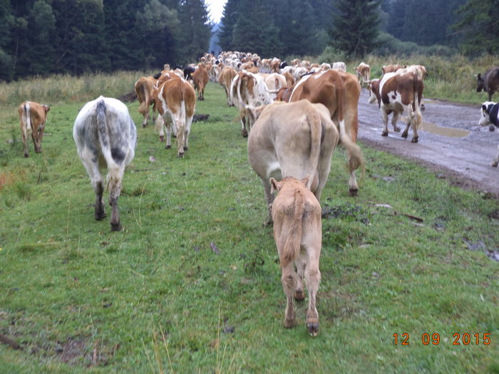 Dar este dupa mama lui