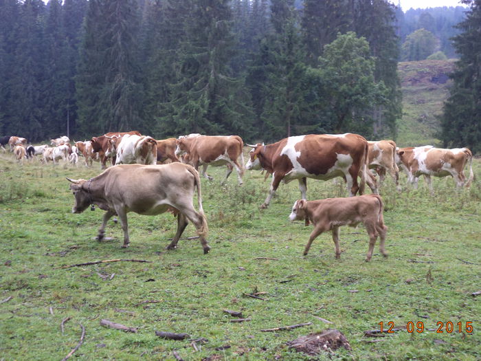 Taurasul rezistent-2